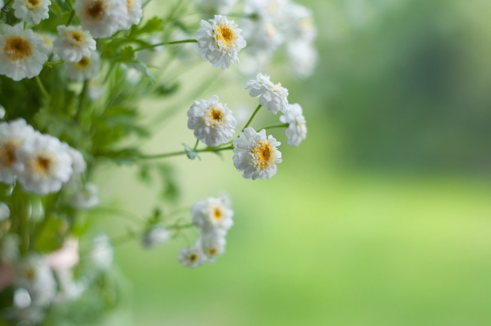 Фон ромашки