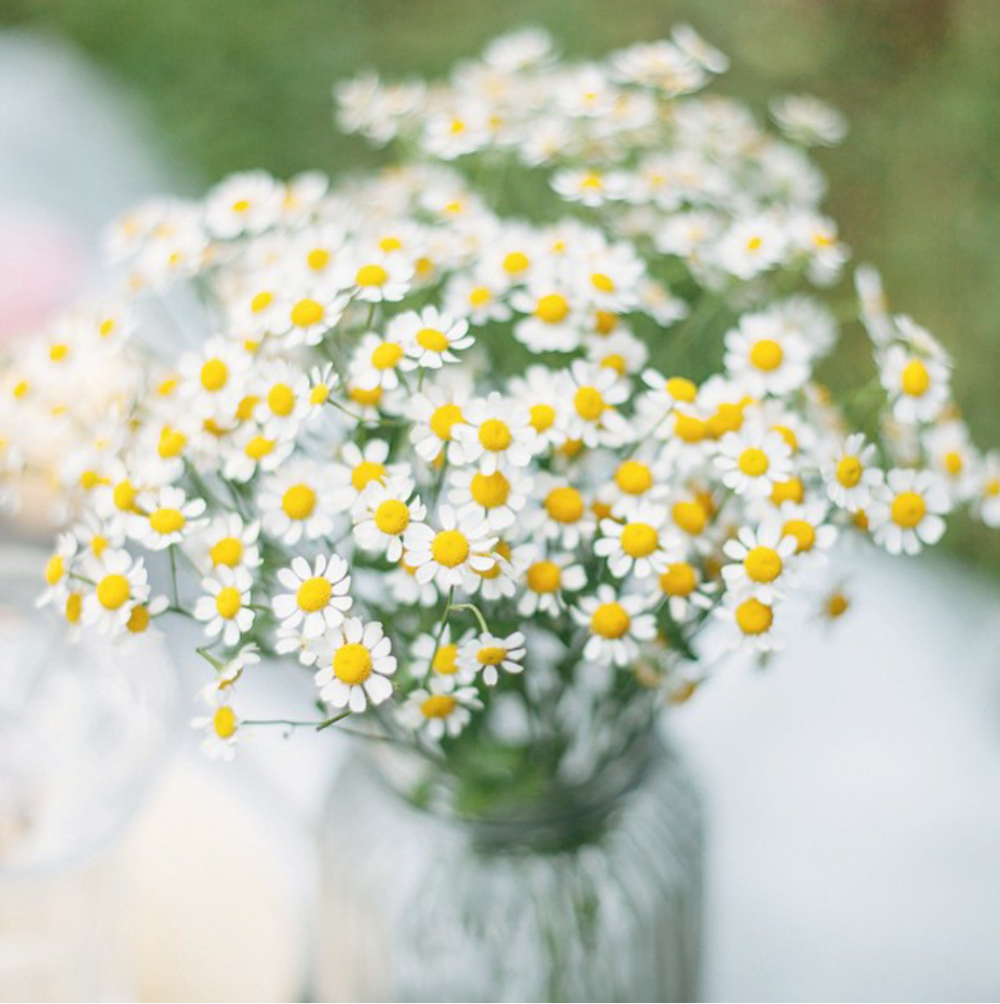 Астра Альпийская сентябринка