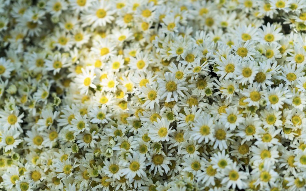 Бесшовный фон ромашки