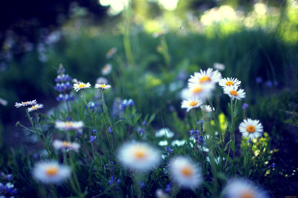 Нежные маленькие цветочки