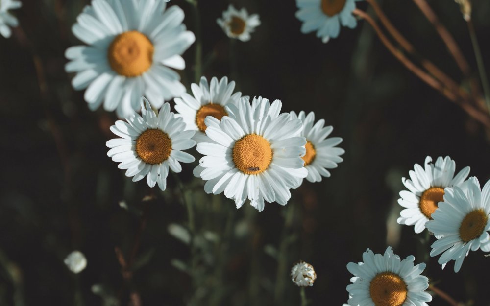 Листья ромашки