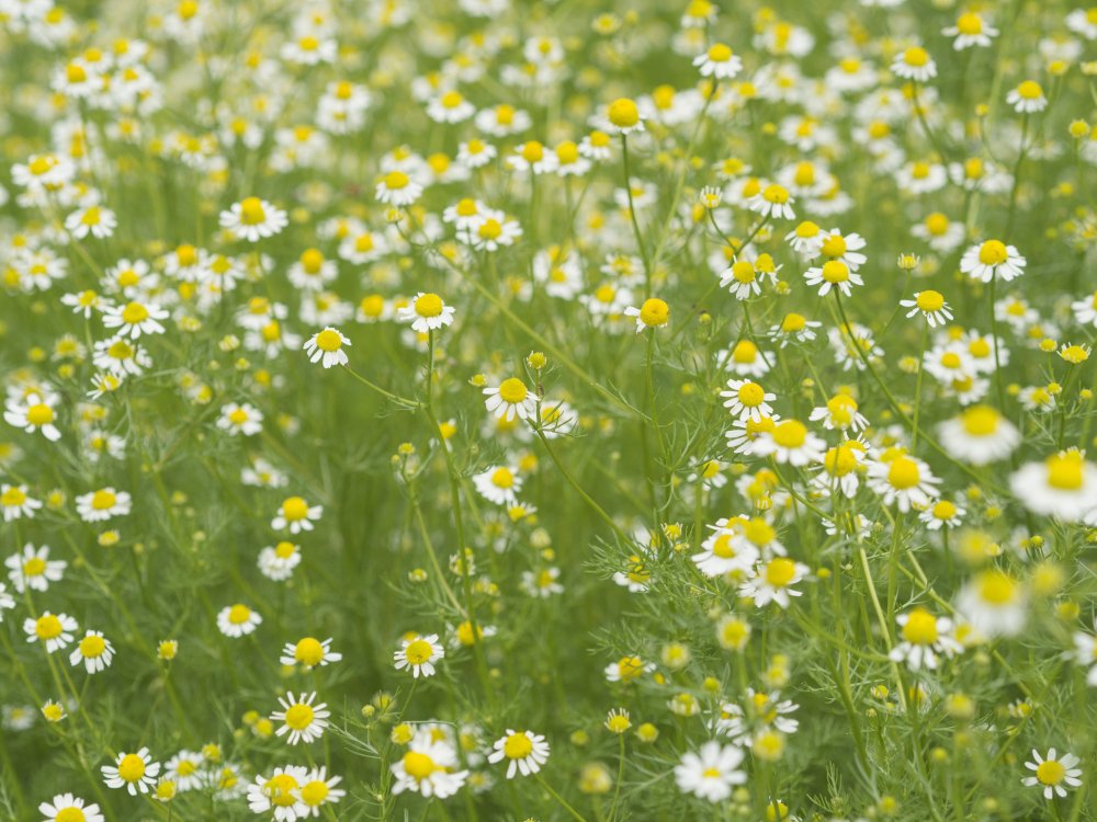 Плод ромашки