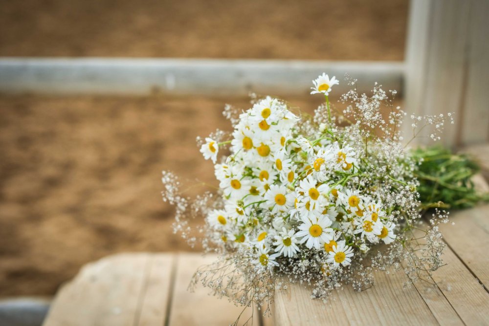 Ромашки Дейзи Флауэр