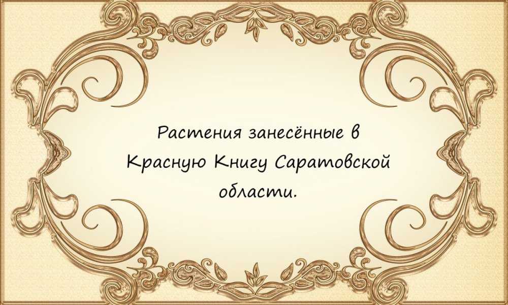 Фон для презентации с рамкой