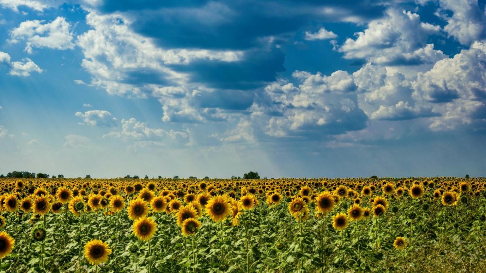 Поле подсолнухов