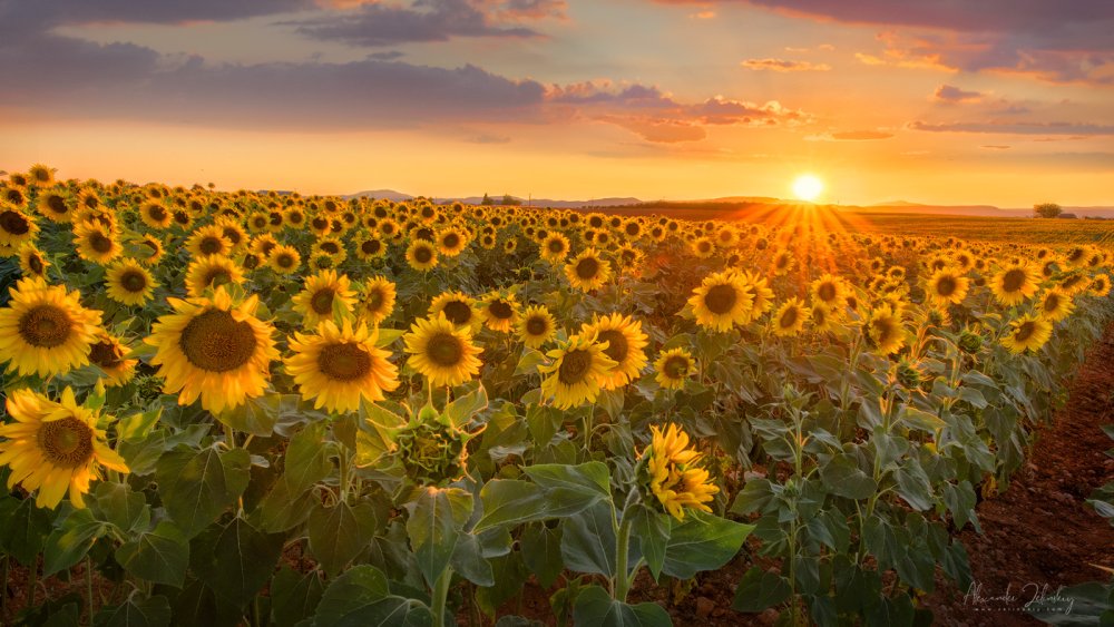 Подсолнечник поля панорама
