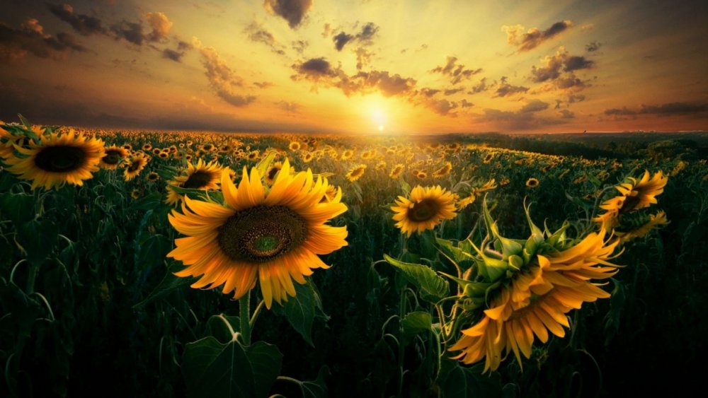 Украина подсолнуховые поля