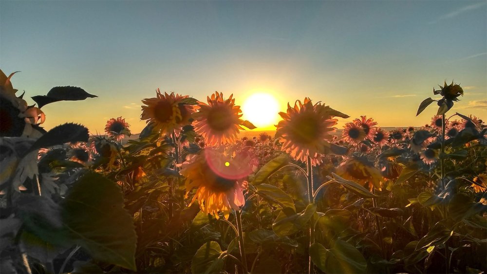 Вечерние Подсолнухи