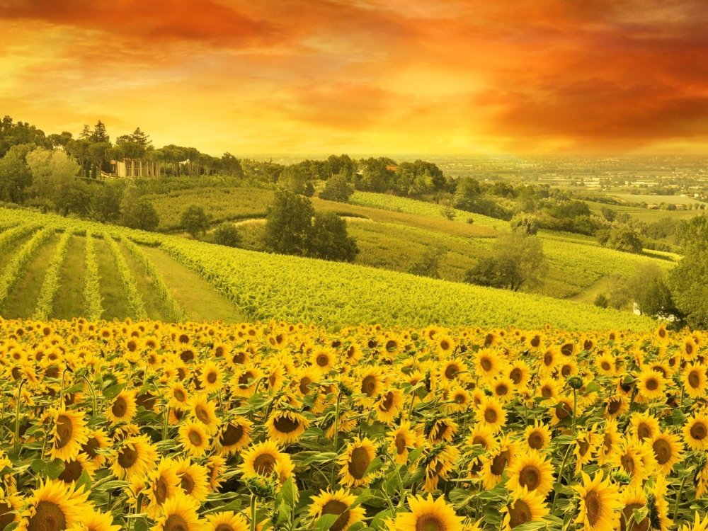 Подсолнух в Европе