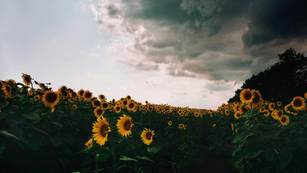 Доктор Стоун Подсолнухи