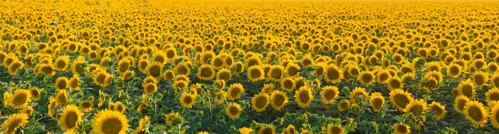 Подсолнухи на голубом небе