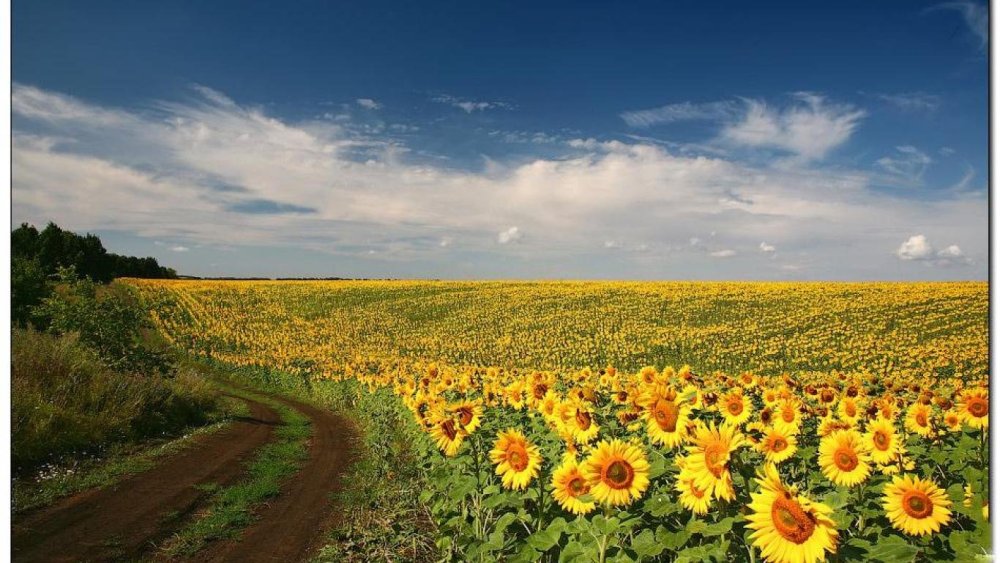 ЕС Генезис подсолнечник