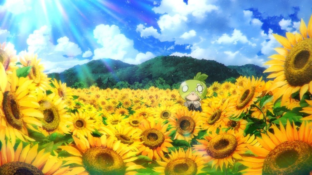 Красивое поле подсолнухов