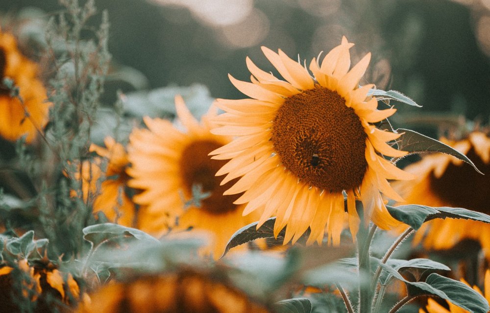 Эстетика подсолнухов