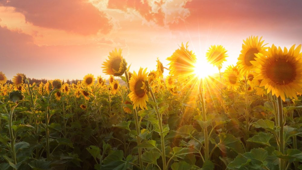 Поле подсолнухов на закате