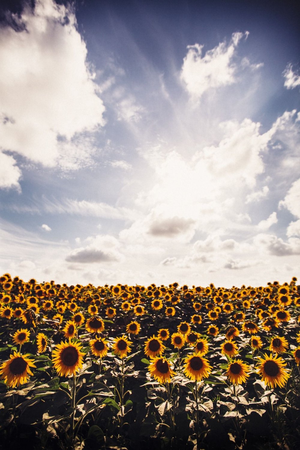 Поле подсолнухов Россия