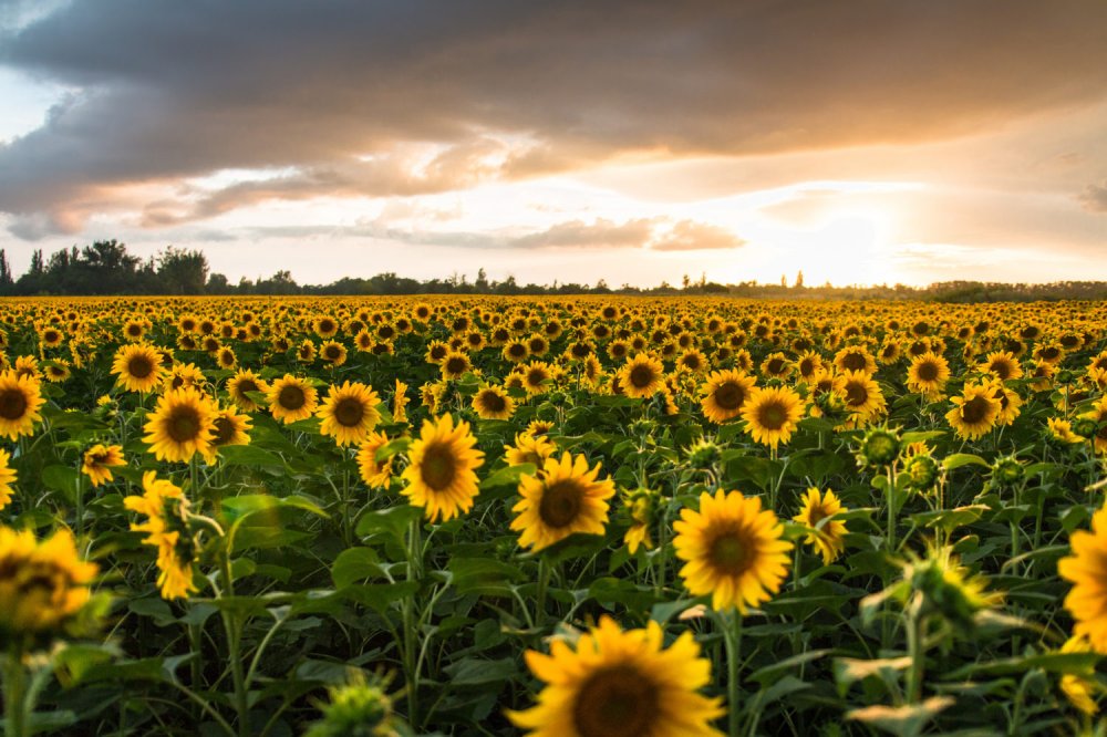 Поле с подсолнухами панорама