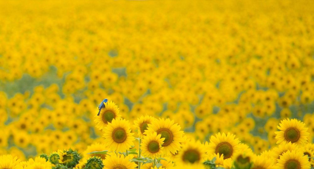 Подсолнуховые поля в Башкирии