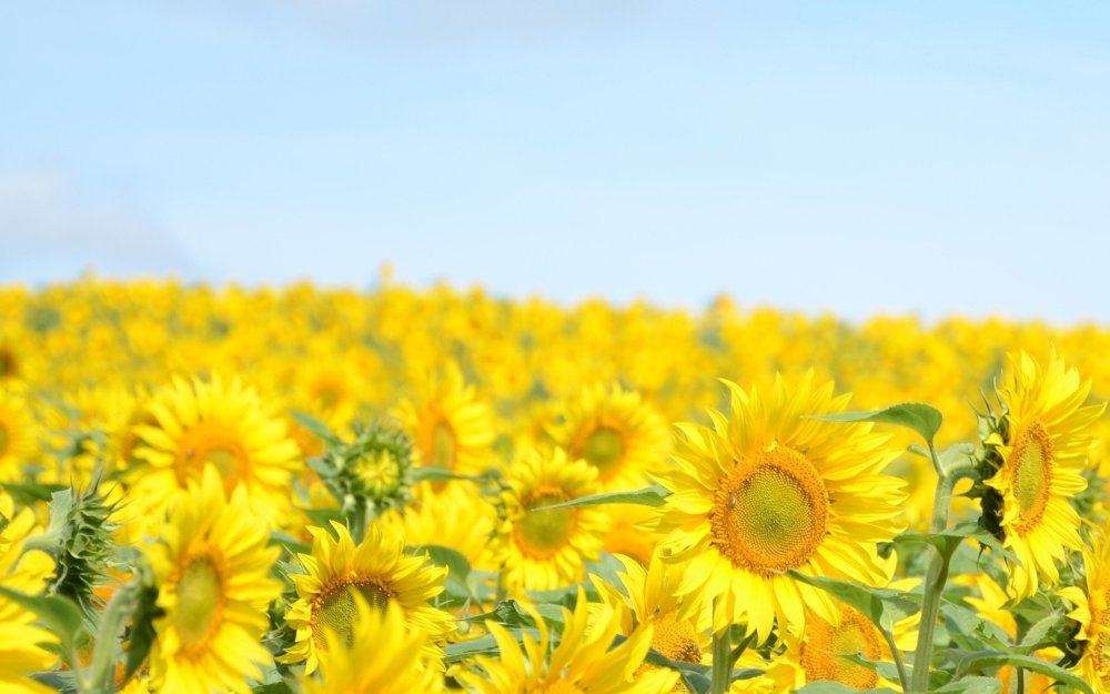 Поле подсолнухов и домик