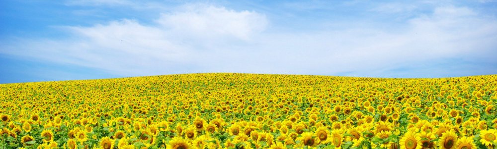 Лето Подсолнухи