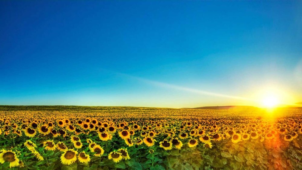 Панорама пшеница и Подсолнухи