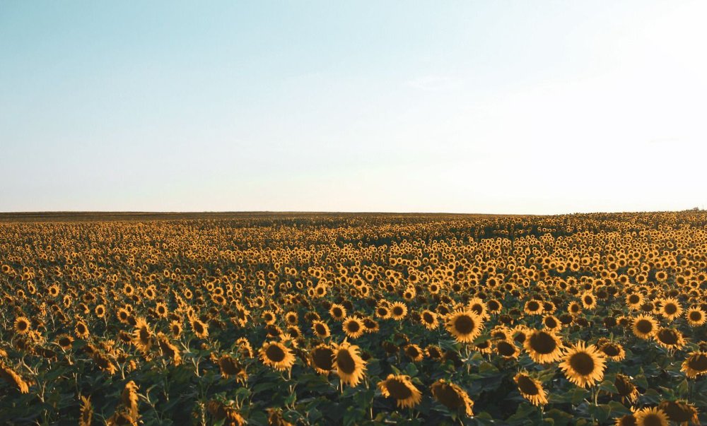 Шапка для твиттера Подсолнухи