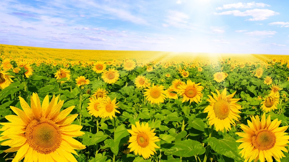 Подсолнух в Европе