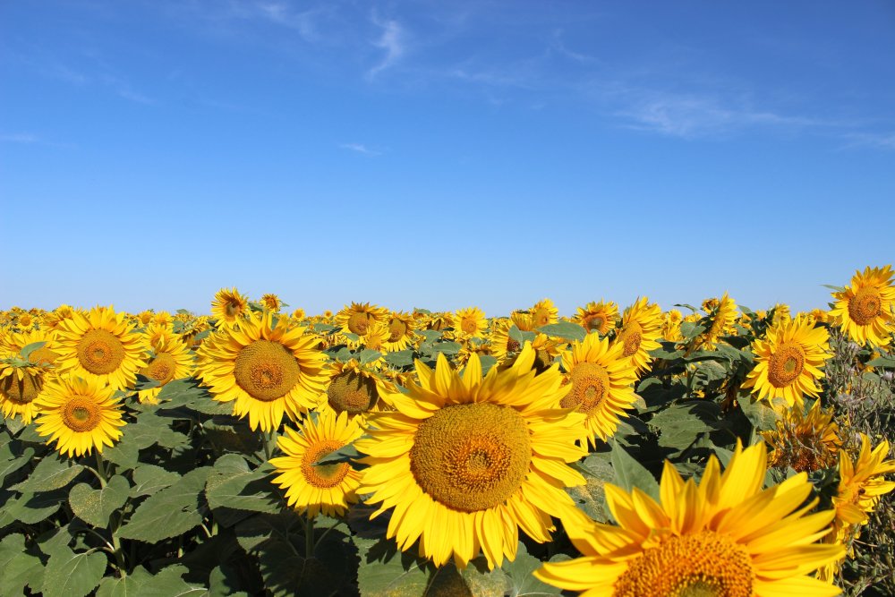 Ряд подсолнечника