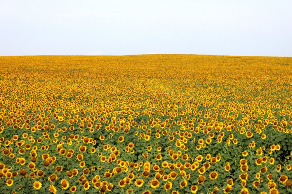 Баннер с подсолнухами