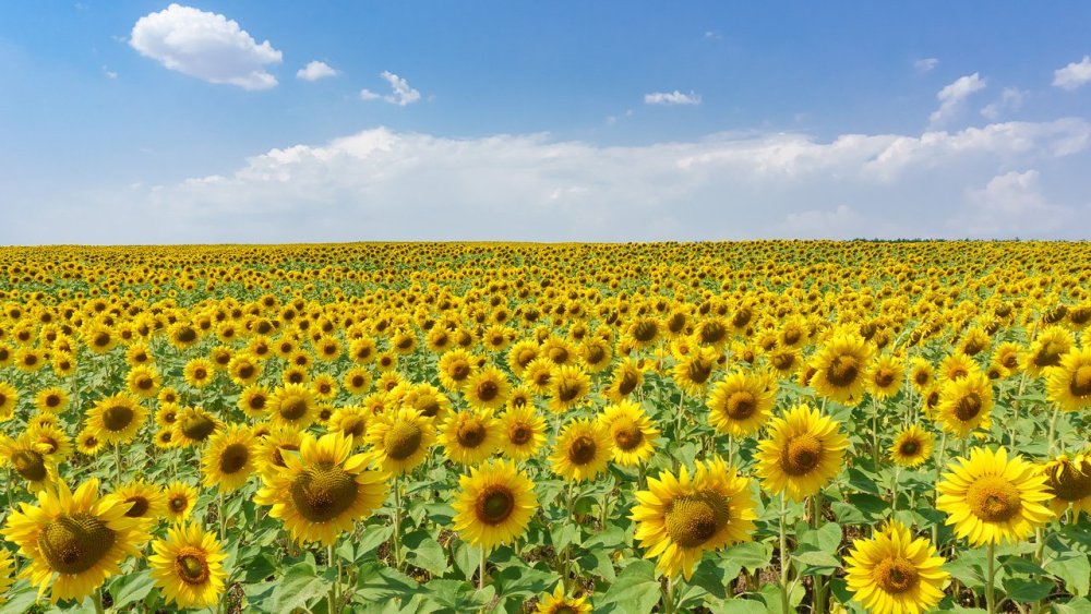 Поле подсолнухов Ростовской области