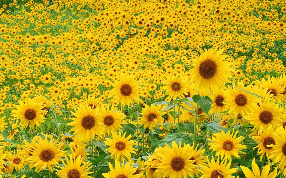 Фон для презентации поля подсолнух