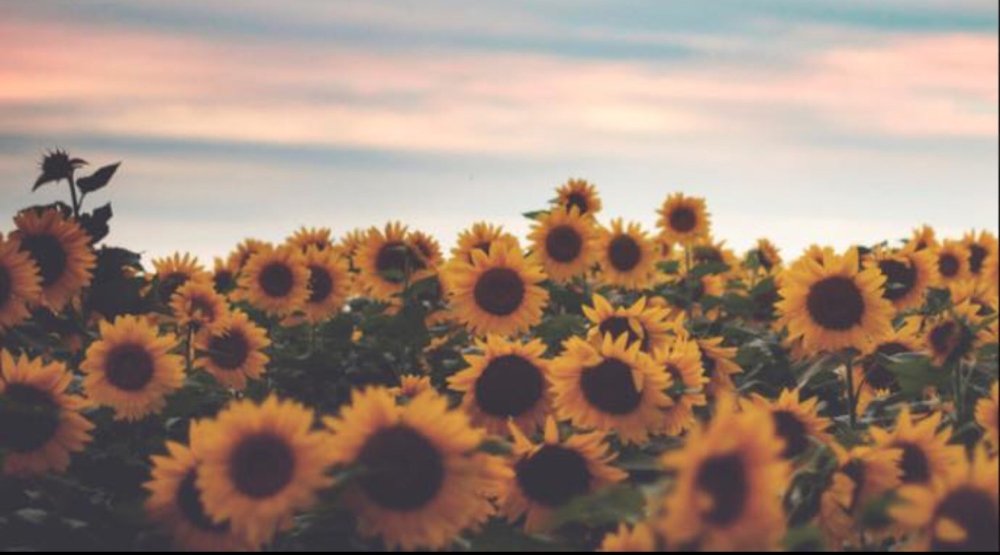 Болгария Подсолнухи