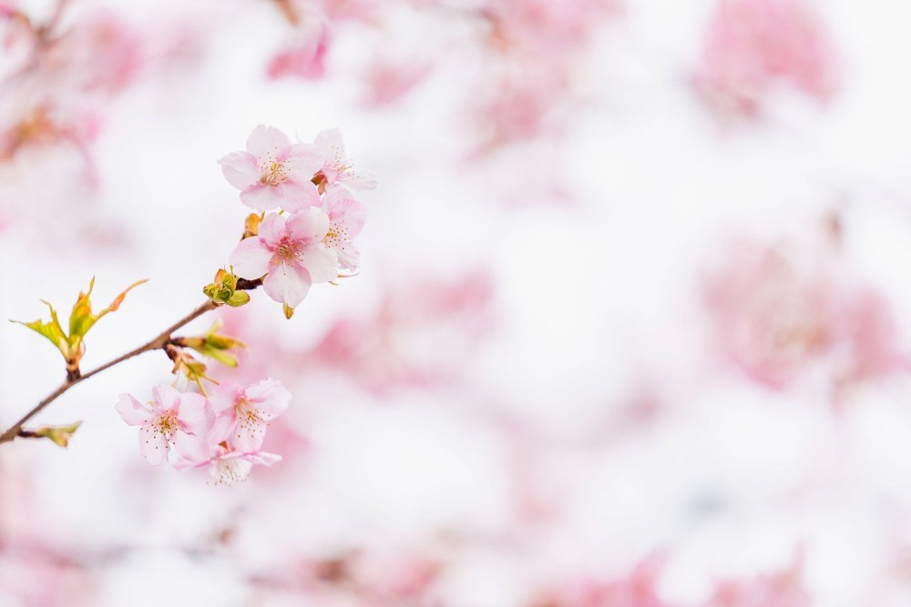 Нежный фон Сакура