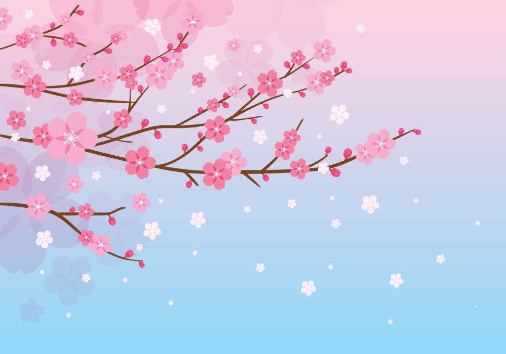 Ветка Сакуры на белом фоне