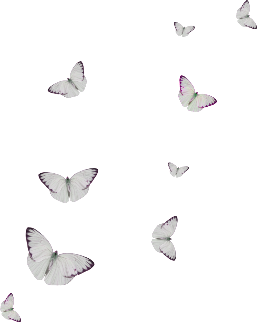 Белые бабочки на прозрачном фоне