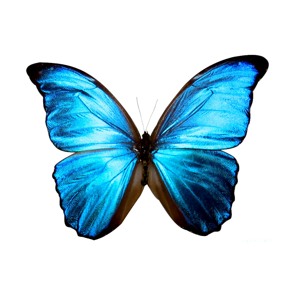 Голубой Морфо (Blue Morpho)