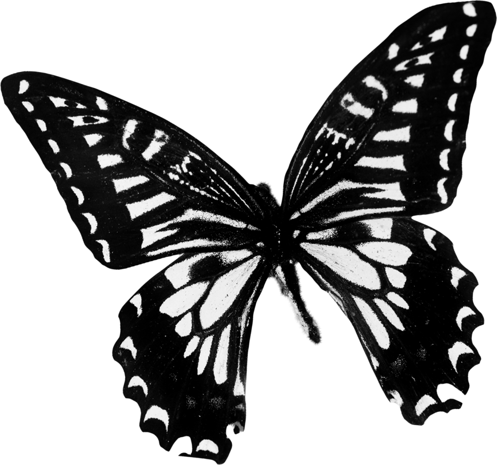 Черные бабочки на белом фоне