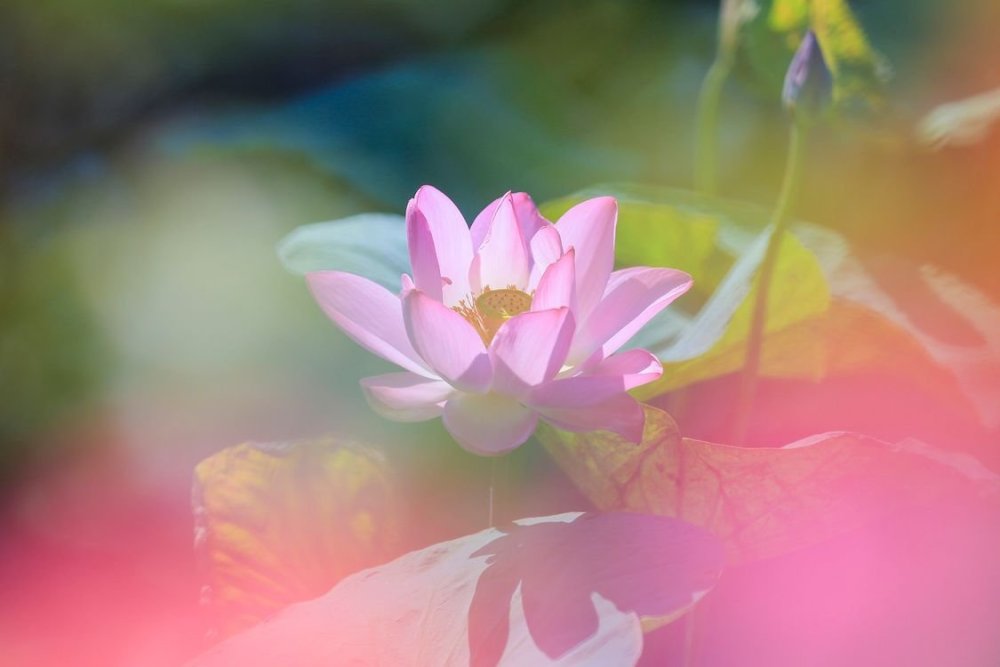 Нежный Лотос