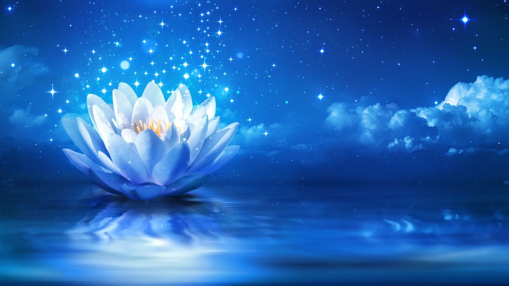 Лотос на синем фоне