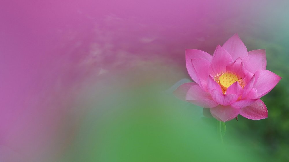 Безмятежный Лотос