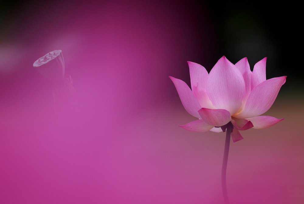 Лотос заставка на рабочий стол