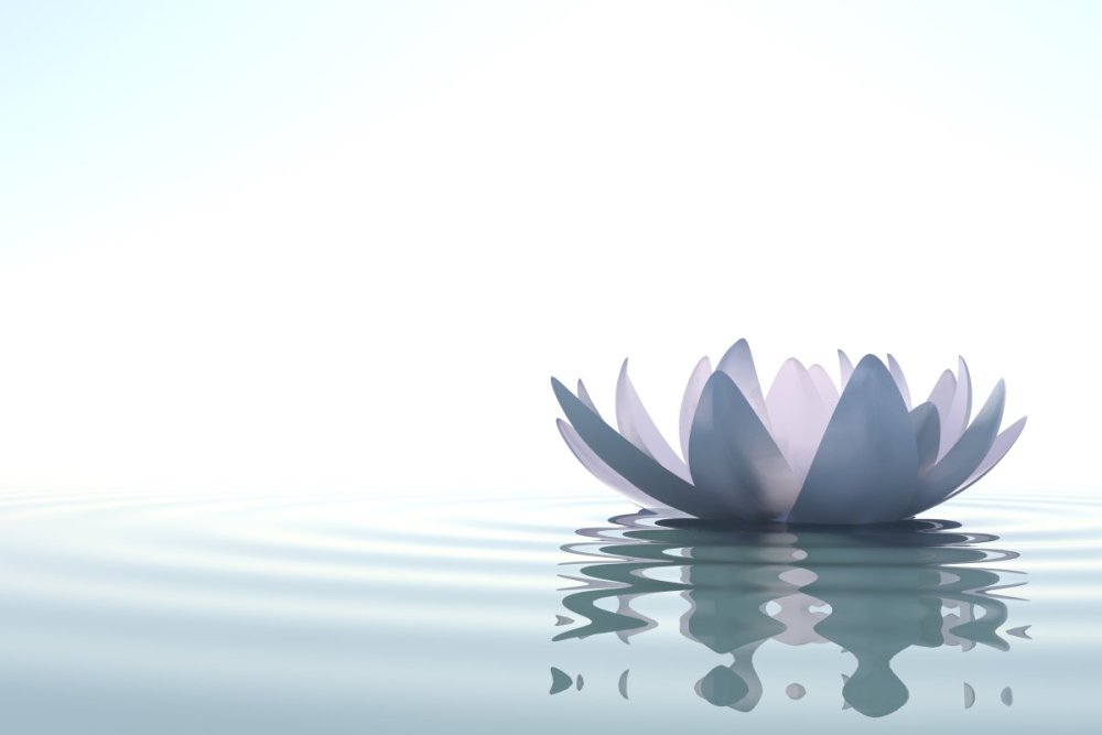 Красивый фон с лотосом