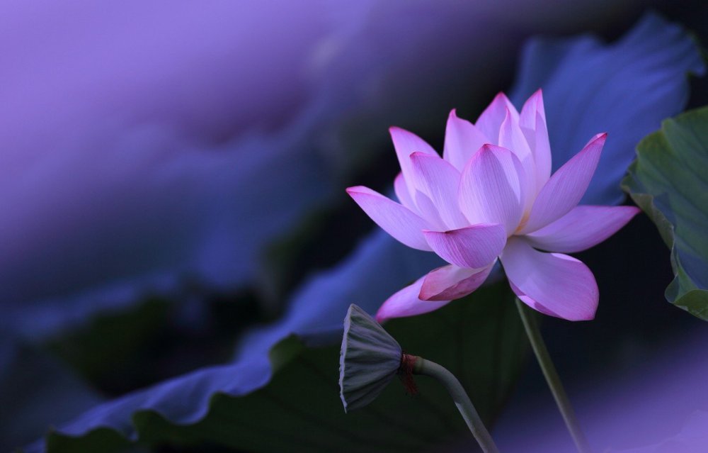 Лотос Цзян фиолетовый