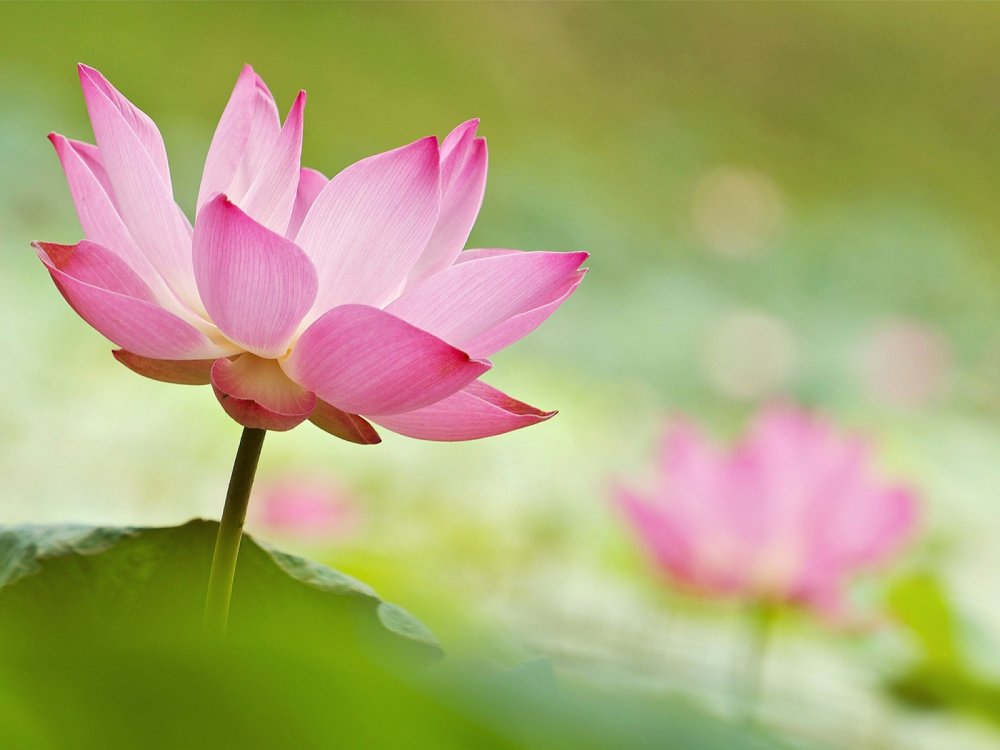 Розовый Лотос цветок