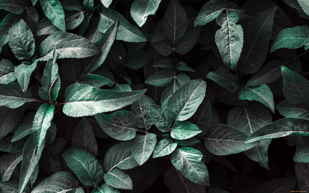 Греен листья фон