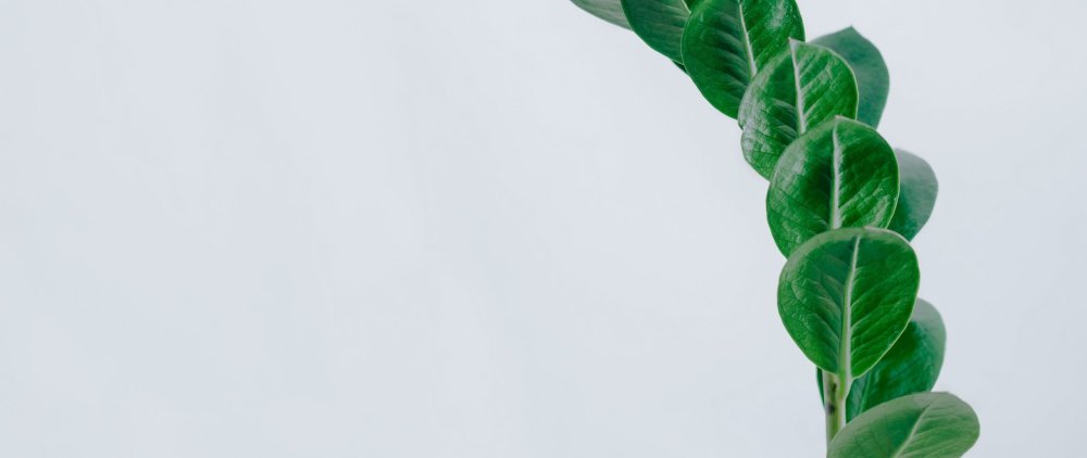 Зелень Минимализм