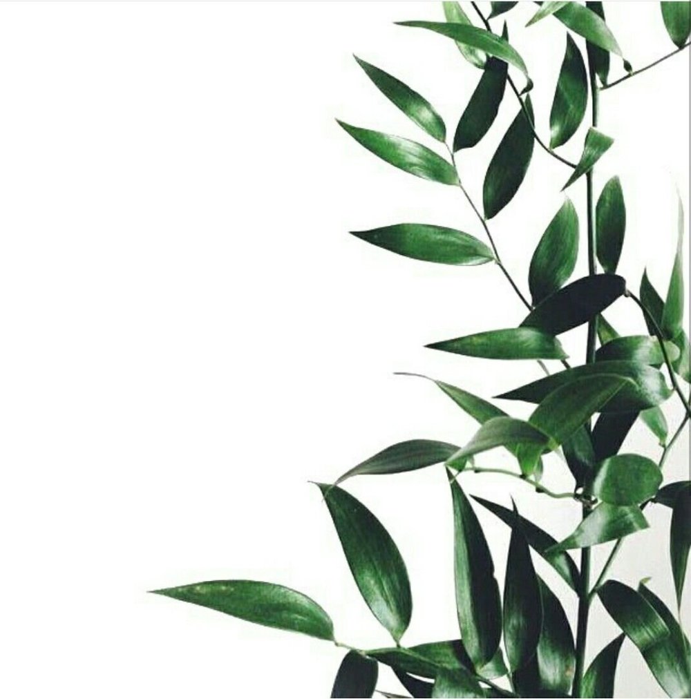 Зеленые листья на белом фоне