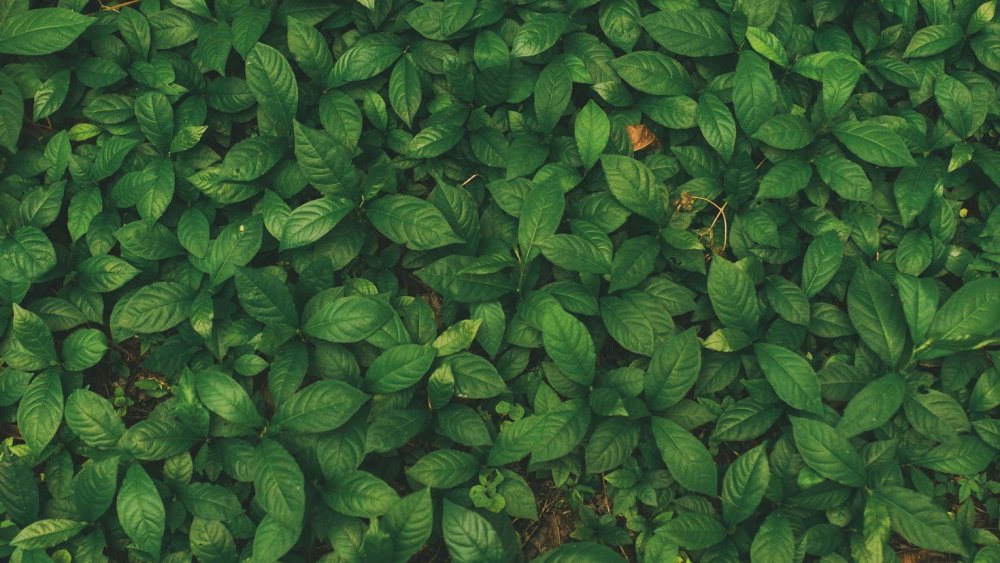 Фон растения