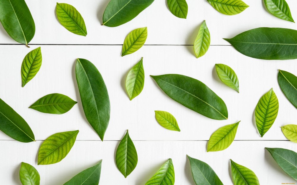 Зеленый лист