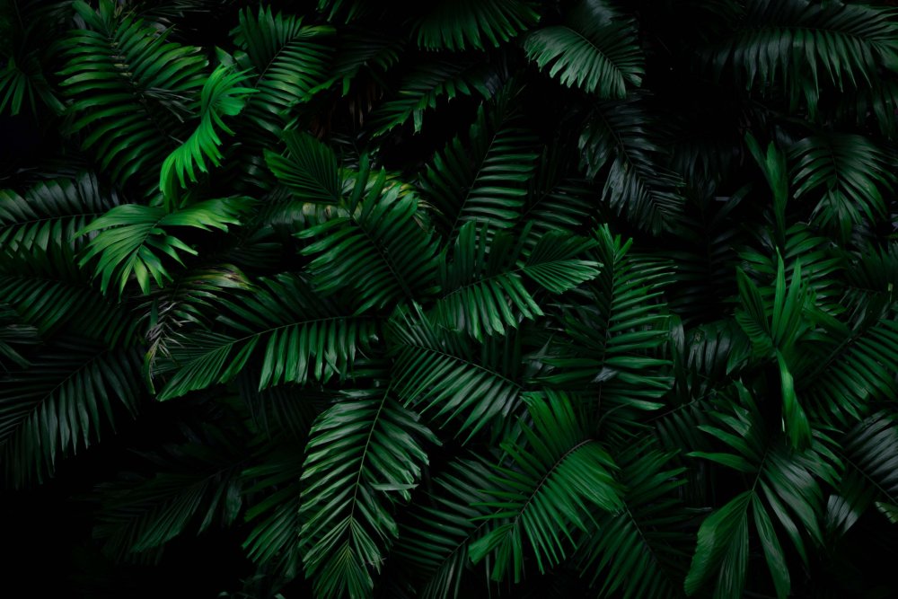 Темно зеленые листья пальмфон